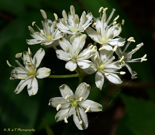 {Clintonia umbellulata}